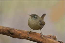 <p>STŘÍZLÍK OBECNÝ (Troglodytes troglodytes) Šluknovsko ---- /Eurasian wren - Zankönig/</p>